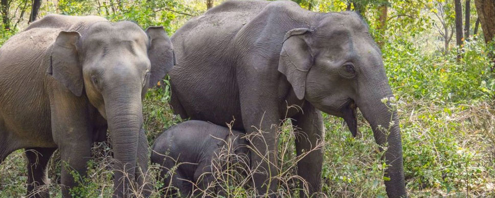 elephant family