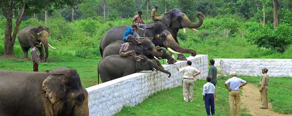 elephant tour in india