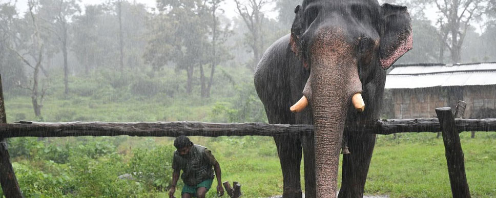 mudumalai elephgant trunk