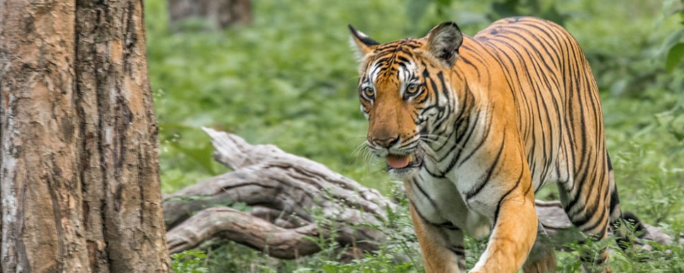 mudumalai tiger 