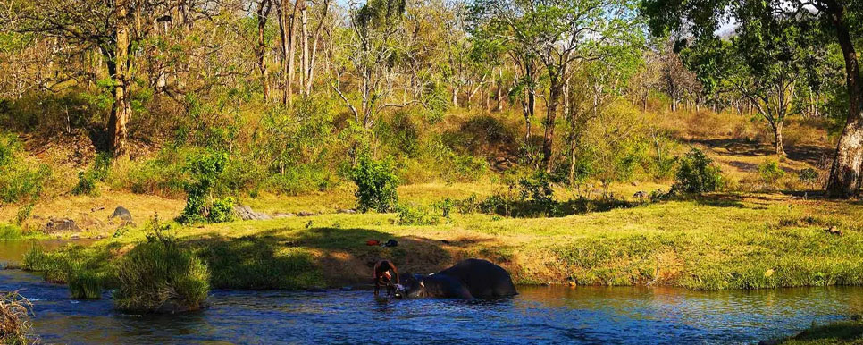 mudumalai flora