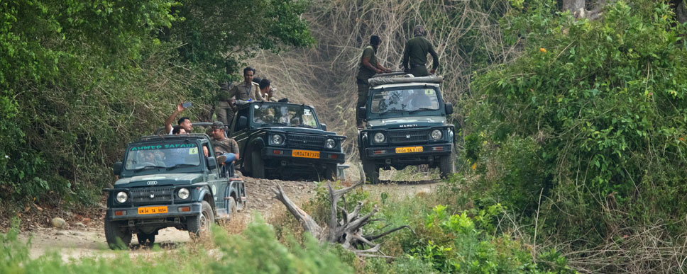 mudumalai safari