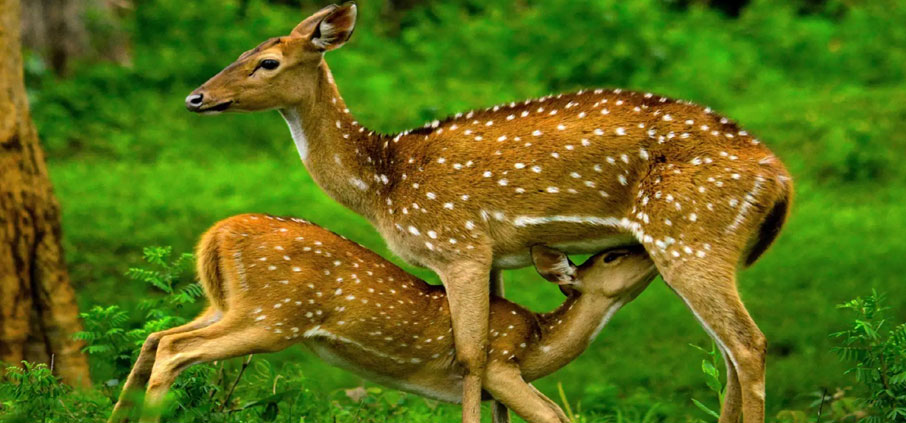 mudumalai animals