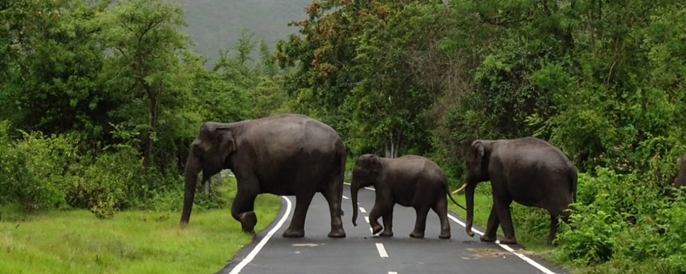 elephants in mudumalai