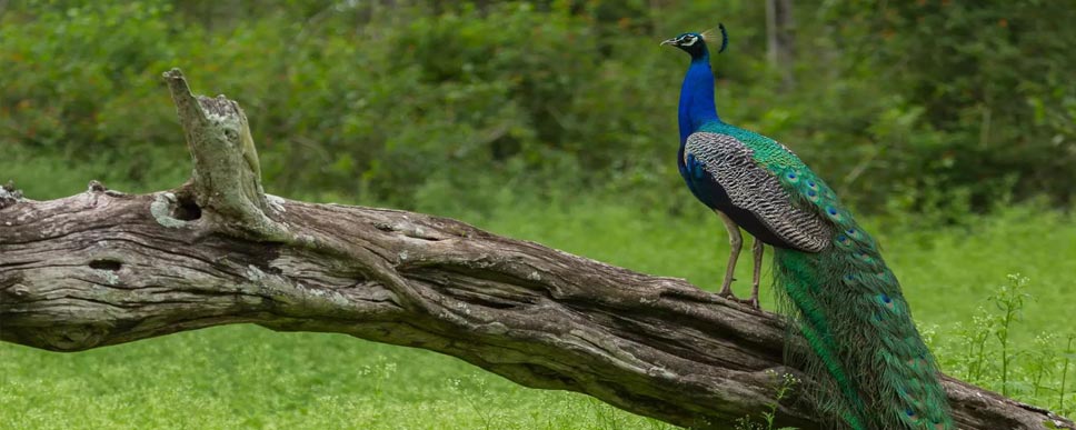 mudumalai flora fauna