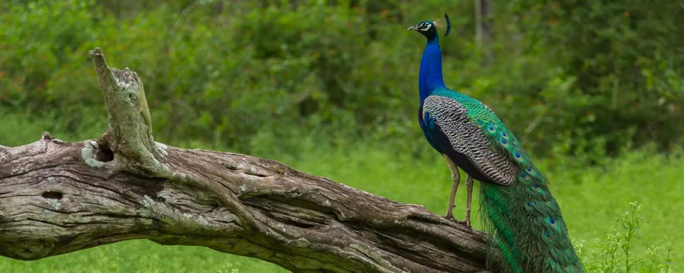 mudumalai national park