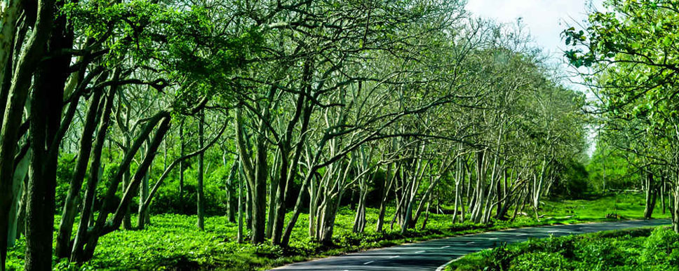 mudumalai view 