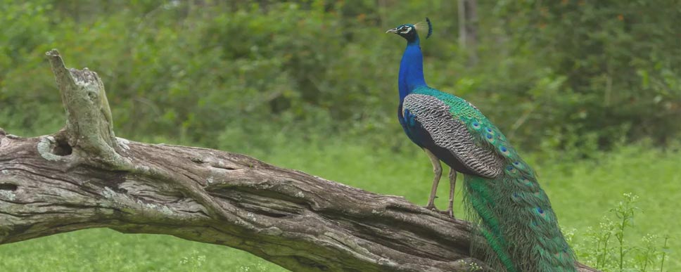 mudumalai tour