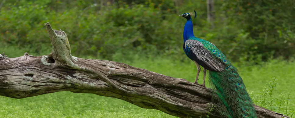 mudumalai wildlife