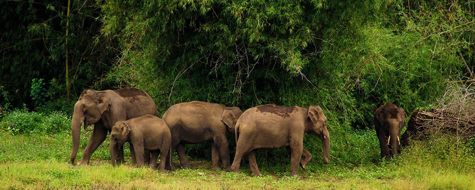 elephants group mudumalai