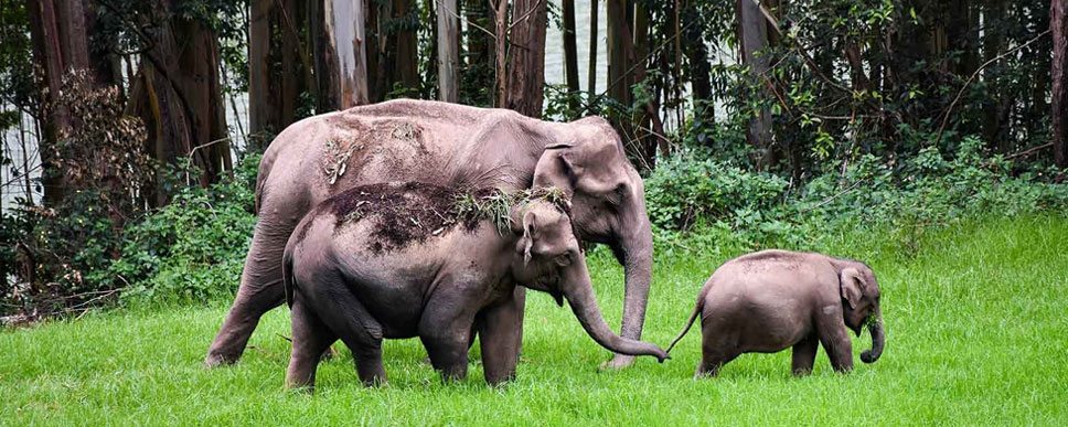 mudumalai nilgiris