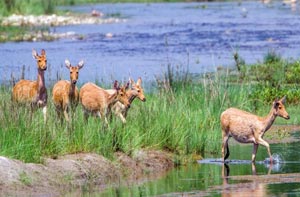 mudumalai tour