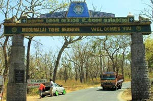 mudumalai tours