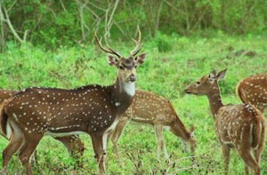 mudumalai tours