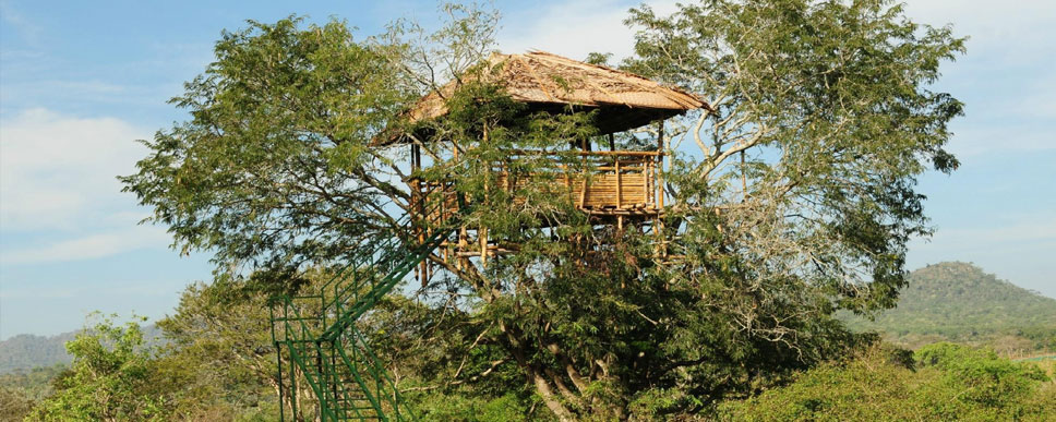 tree house guest house