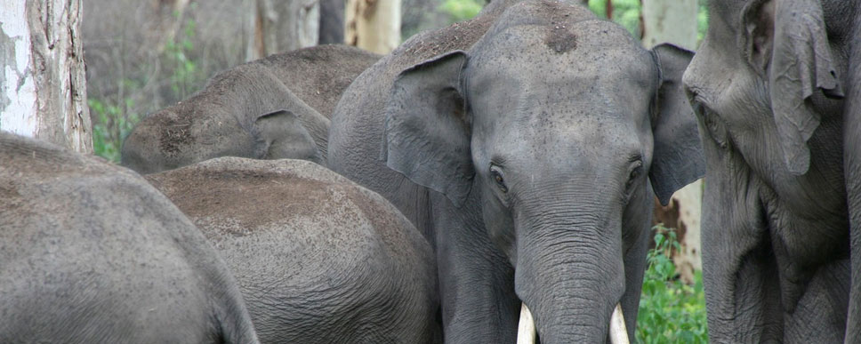 elephant family mudumalai