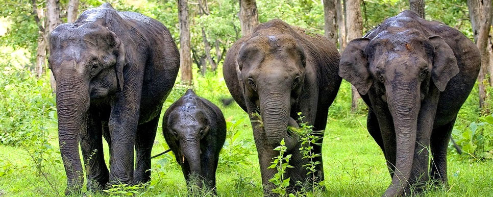 mudumalai elephant trip