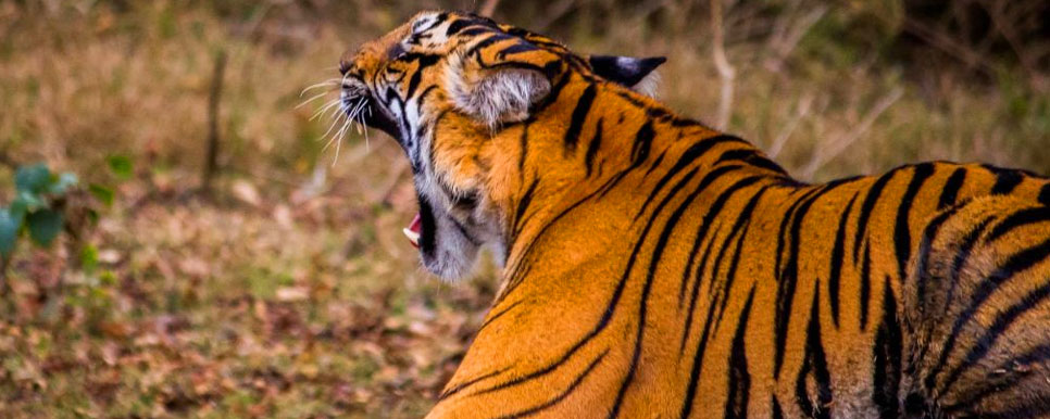 tiger tour mudumalai